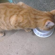 Blanding af racer Javka