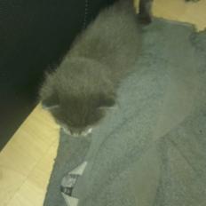 Blanding af racer Quinchy