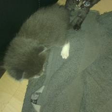 Blanding af racer Quinchy