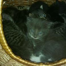 Blanding af racer Quinchy