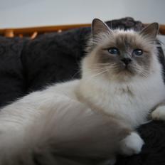 Hellig Birma Sabatini's Iaddix D' Trix