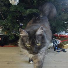 Blanding af racer Kitten<3<3<3<3