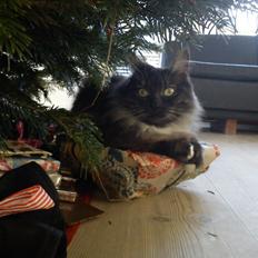 Blanding af racer Kitten<3<3<3<3