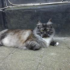 Blanding af racer Kitten<3<3<3<3