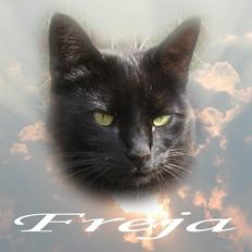 Huskat Freja