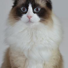 Ragdoll Tyson
