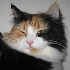 Blanding af racer Saga