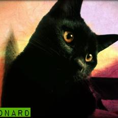 Huskat Leonard Mi Mi