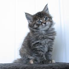 Maine Coon Arizona  (SOLGT)