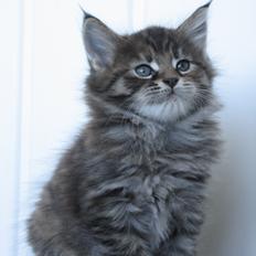 Maine Coon Arizona  (SOLGT)