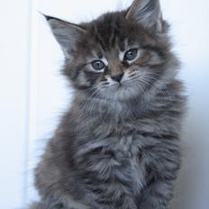 Maine Coon Arizona  (SOLGT)