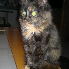 Blanding af racer Sofie (Fie)