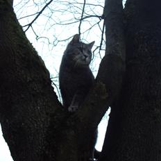 Blanding af racer Missen