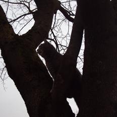 Blanding af racer Missen