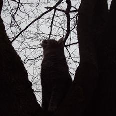 Blanding af racer Missen