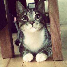 Huskat Neko