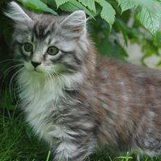 Blanding af racer Musling