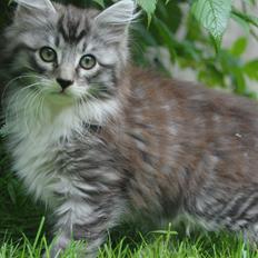 Blanding af racer Musling