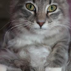 Blanding af racer Mira