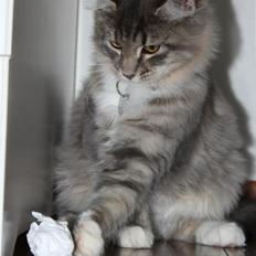 Blanding af racer Mira