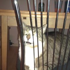 Blanding af racer Charlie