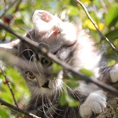 Blanding af racer Musling