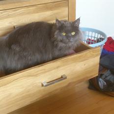 Blanding af racer Bet-Bet