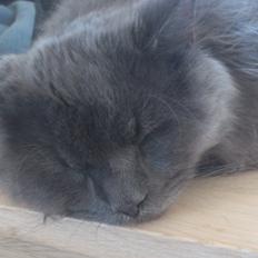 Blanding af racer Bet-Bet