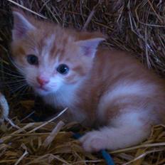 Blanding af racer Bøllemis R.I.P