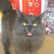 Blanding af racer Bet-Bet