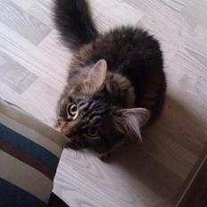 Blanding af racer Batman