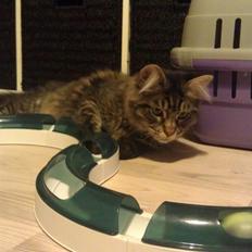 Blanding af racer Batman