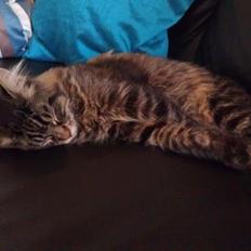 Blanding af racer Batman