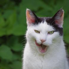 Huskat Max Sørensen