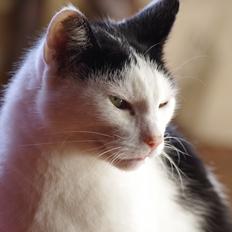 Huskat Max Sørensen