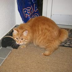 Kurilean Bobtail Pumelle´s Thomas O´Malley = Røde