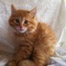 Kurilean Bobtail Pumelle´s Thomas O´Malley = Røde