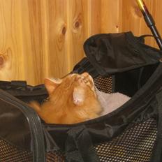 Kurilean Bobtail Pumelle´s Thomas O´Malley = Røde