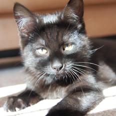 Blanding af racer Mille