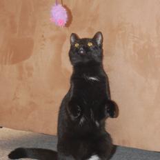 Blanding af racer Mille