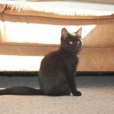 Blanding af racer Mille