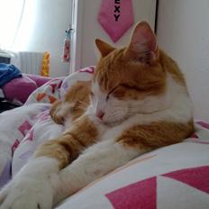 Blanding af racer Jack Sparrow