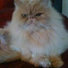 Perser Misty Brown´s Avalon