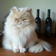 Perser Misty Brown´s Avalon