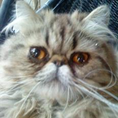 Perser Misty Brown´s Bachie