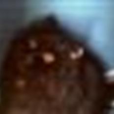 Perser Misty Browns Ardik II