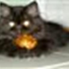 Perser Misty Browns Ardik II