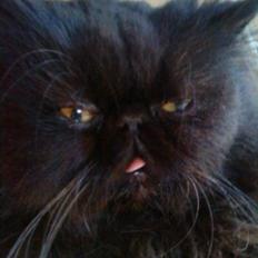 Perser Misty Browns Ardik III