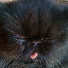 Perser Misty Browns Ardik III