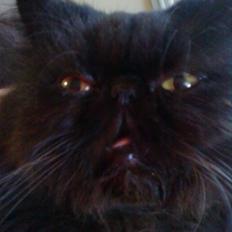 Perser Misty Browns Ardik III